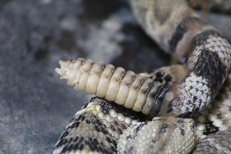 M4 Fig 1 Envenomation pit viper snake