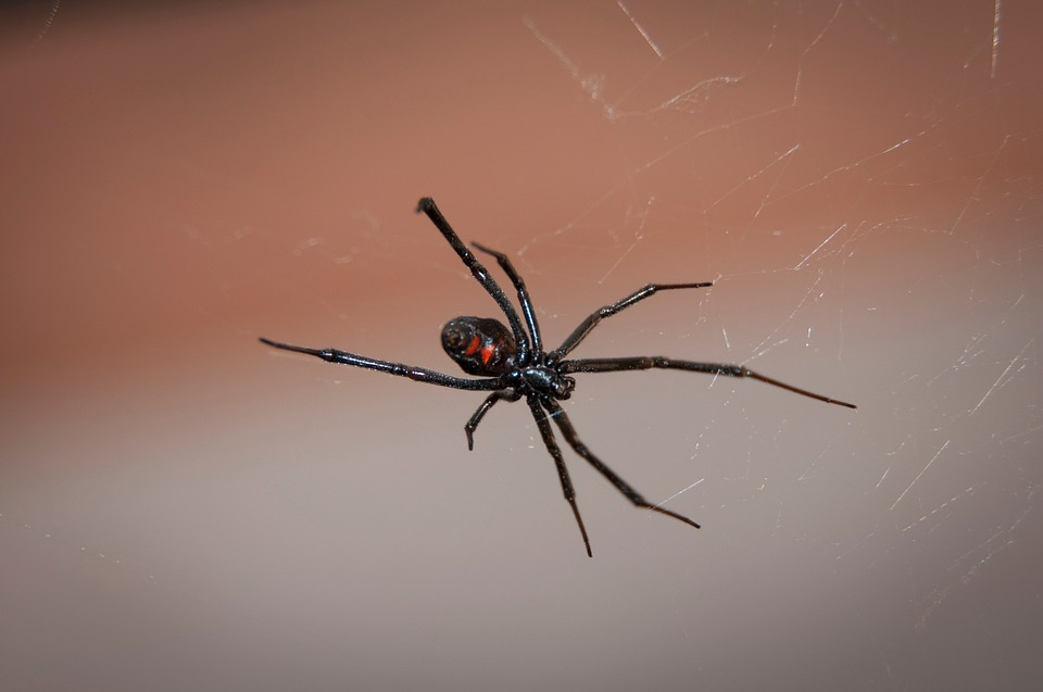 M4 Fig 6 Envenomation Black widow spider