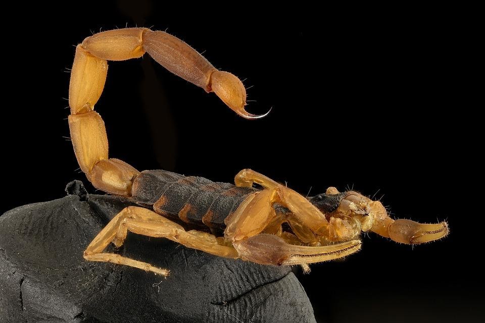 M4 Fig 8 Envenomation Bark scorpion