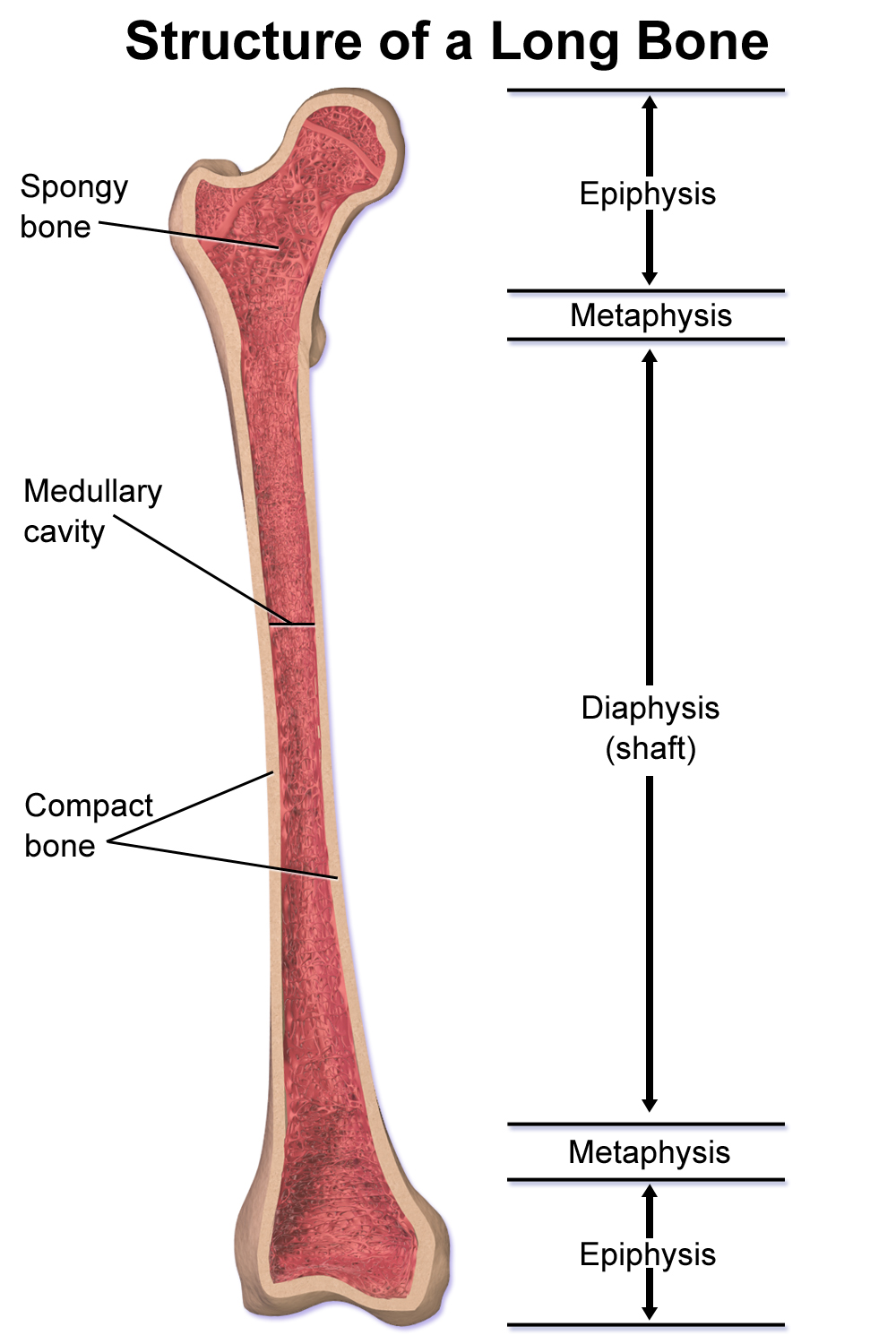 M3 Fig 9 Orthopedic Injuries -structure_of_a_long_bone