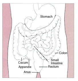 M4 Fig 1 GI Bleed - Diagram of the Stomach, Colon, and rectum