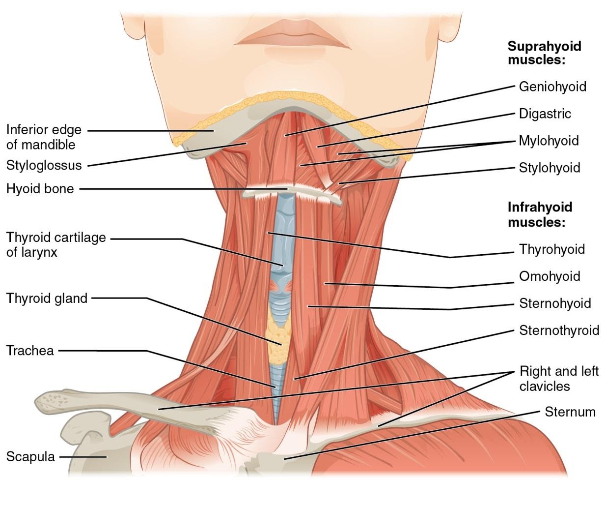 M4 Fig 1 Neck Trauma - Anatomy of the neck