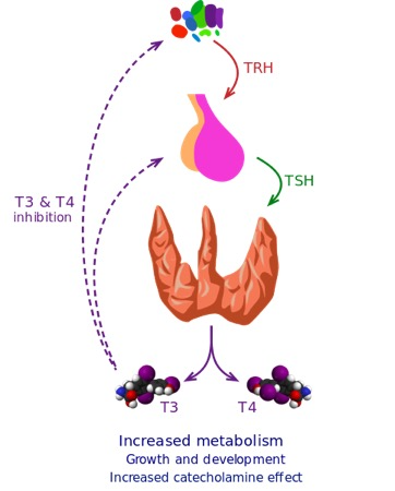 M4 Fig 1 Thyroid Storm